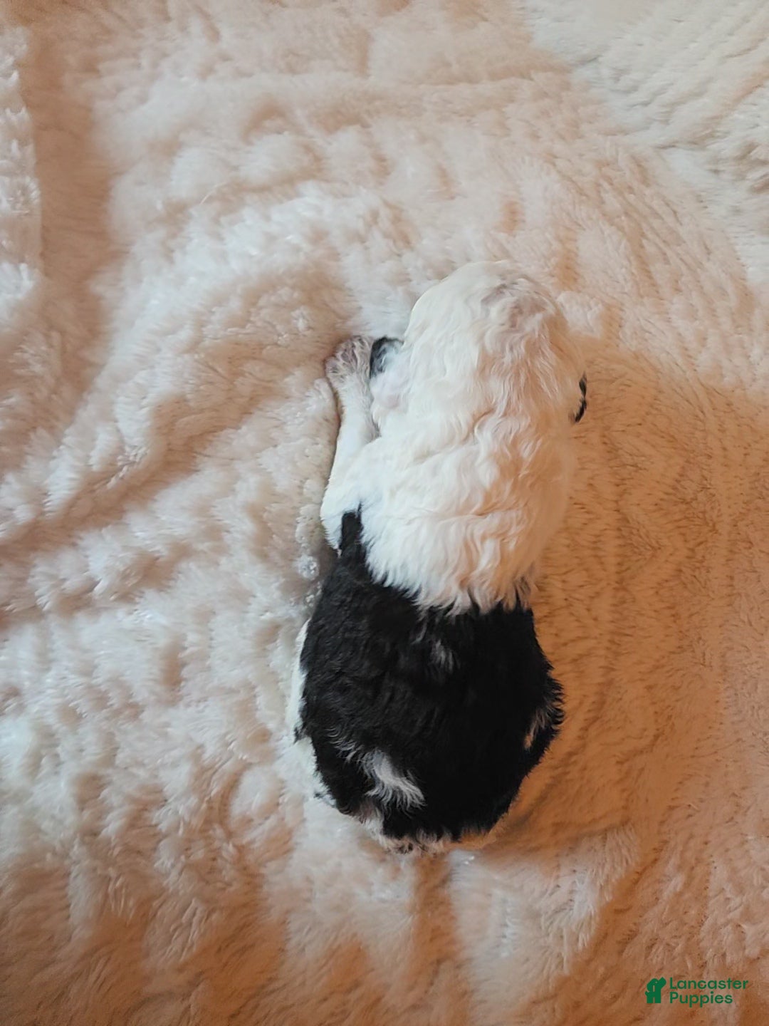 Mixed Breed dogs for sale: Marigold - Ad 4