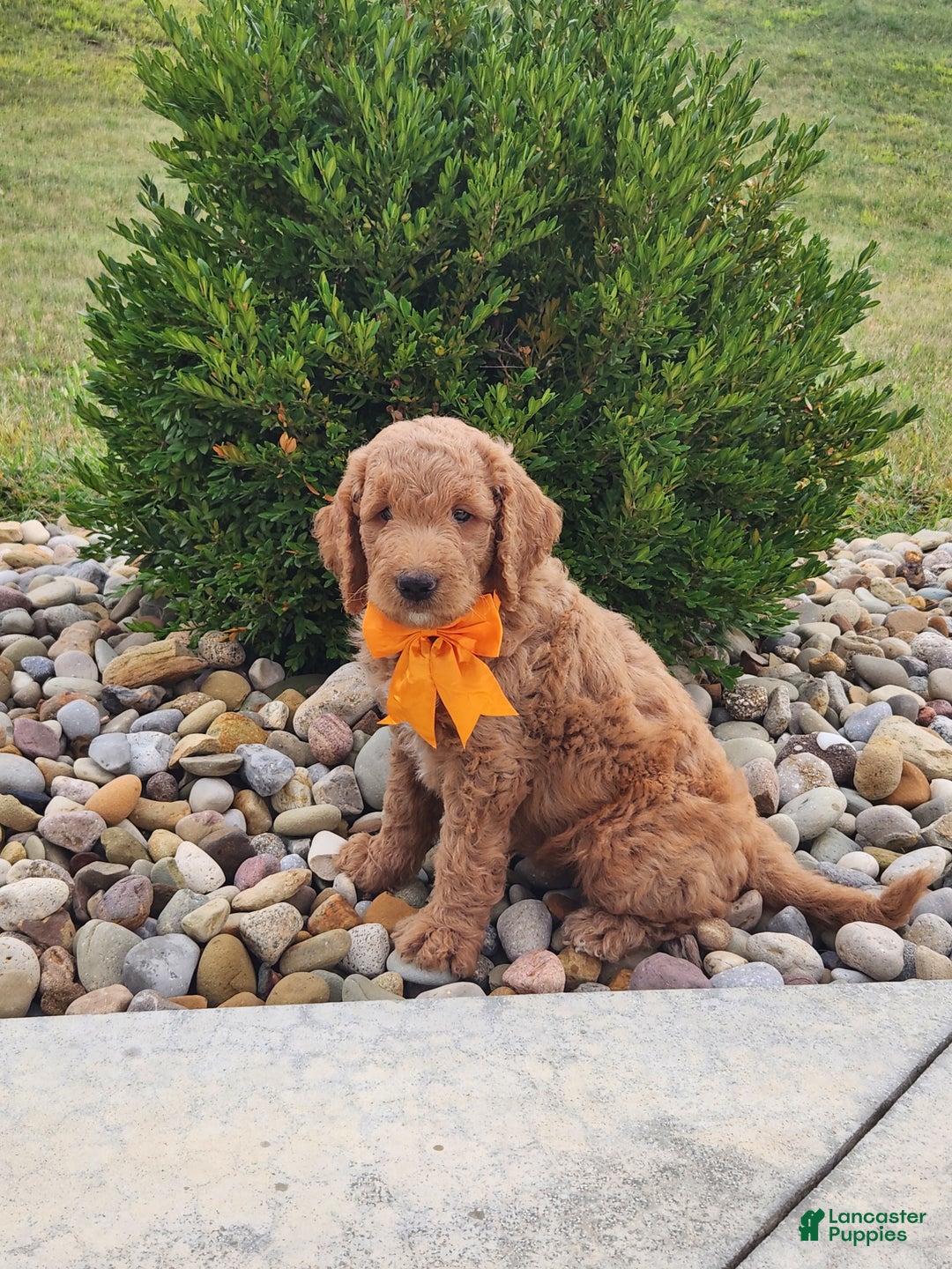 Goldendoodle dogs for sale: Daisy - Ad 15