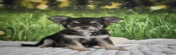 Chihuahua dogs for sale: Prince - Ad 5