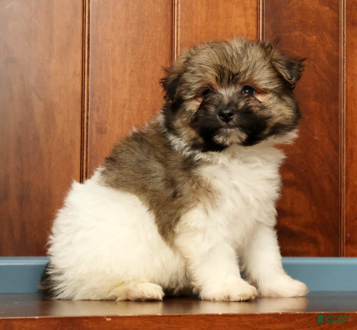 Pomapoo dogs Gabby - Ad 1