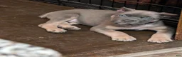 Cane Corso dogs for sale: Cane Corso 1 - Ad 1