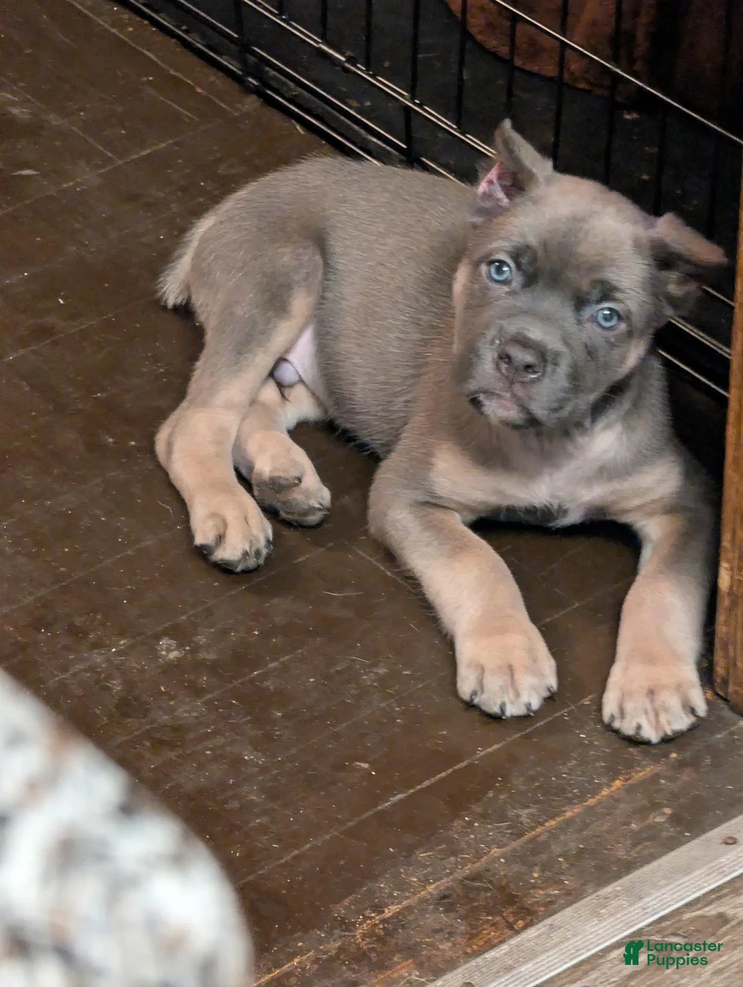Cane Corso dogs for sale: Cane Corso 1 - Ad 1