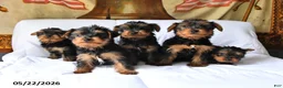 Yorkshire Terrier dogs for sale: Murphy - Ad 5
