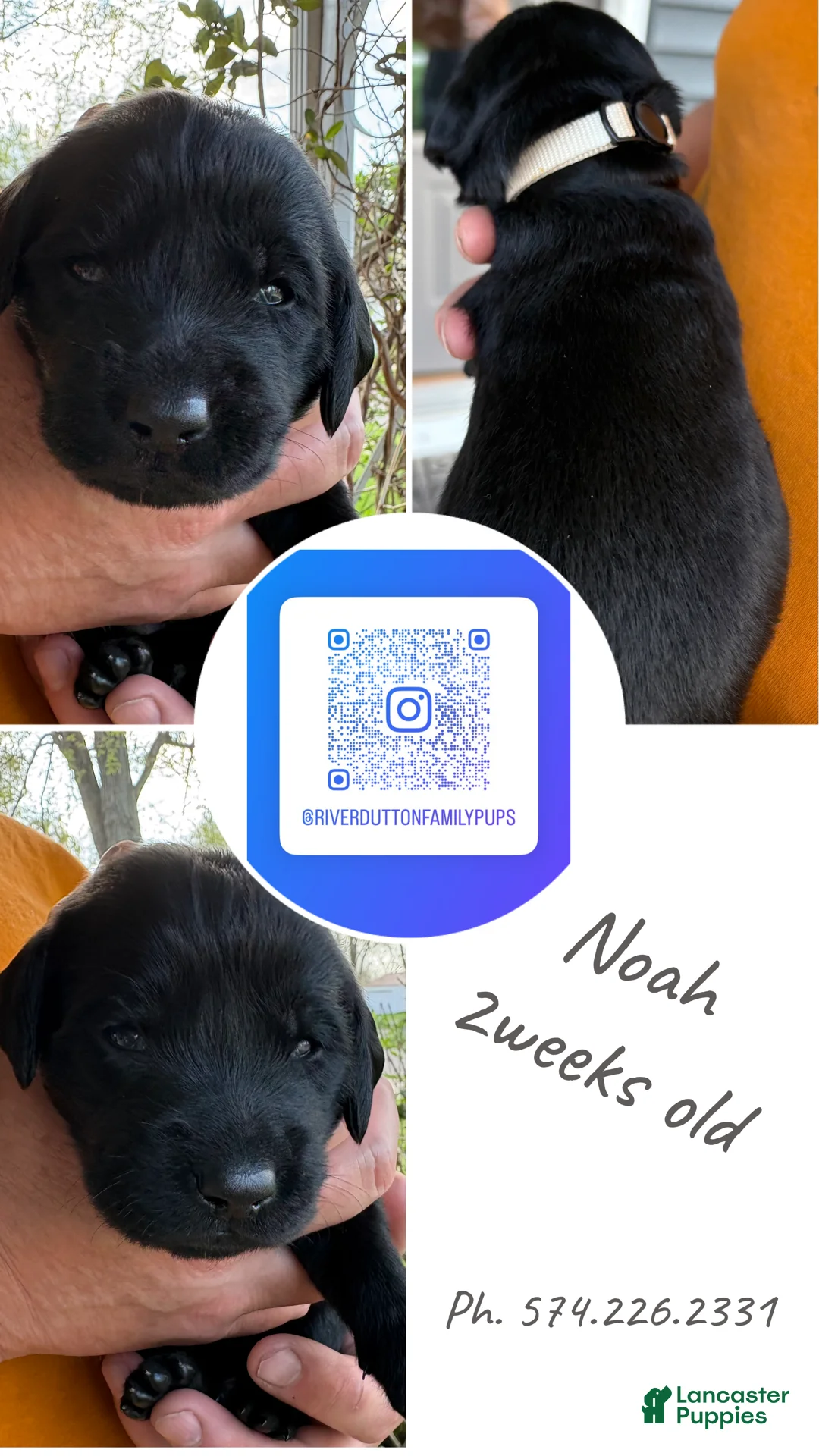 Mixed Breed dogs for sale: Golden Labradoodle Puppy 4 - Ad 1