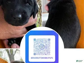 Mixed Breed dogs Golden Labradoodle Puppy 4 - Ad 15