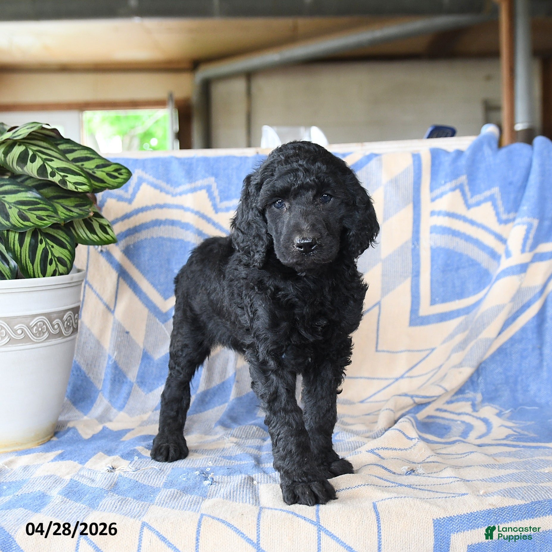 Standard Poodle dogs Pandora - Ad 1