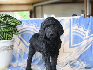 Standard Poodle dogs for sale: Pandora - Ad 2