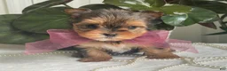 Biewer Terrier dogs for sale: Inka - Ad 12