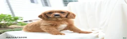 Miniature Golden Retriever dogs for sale: Jason - Ad 3