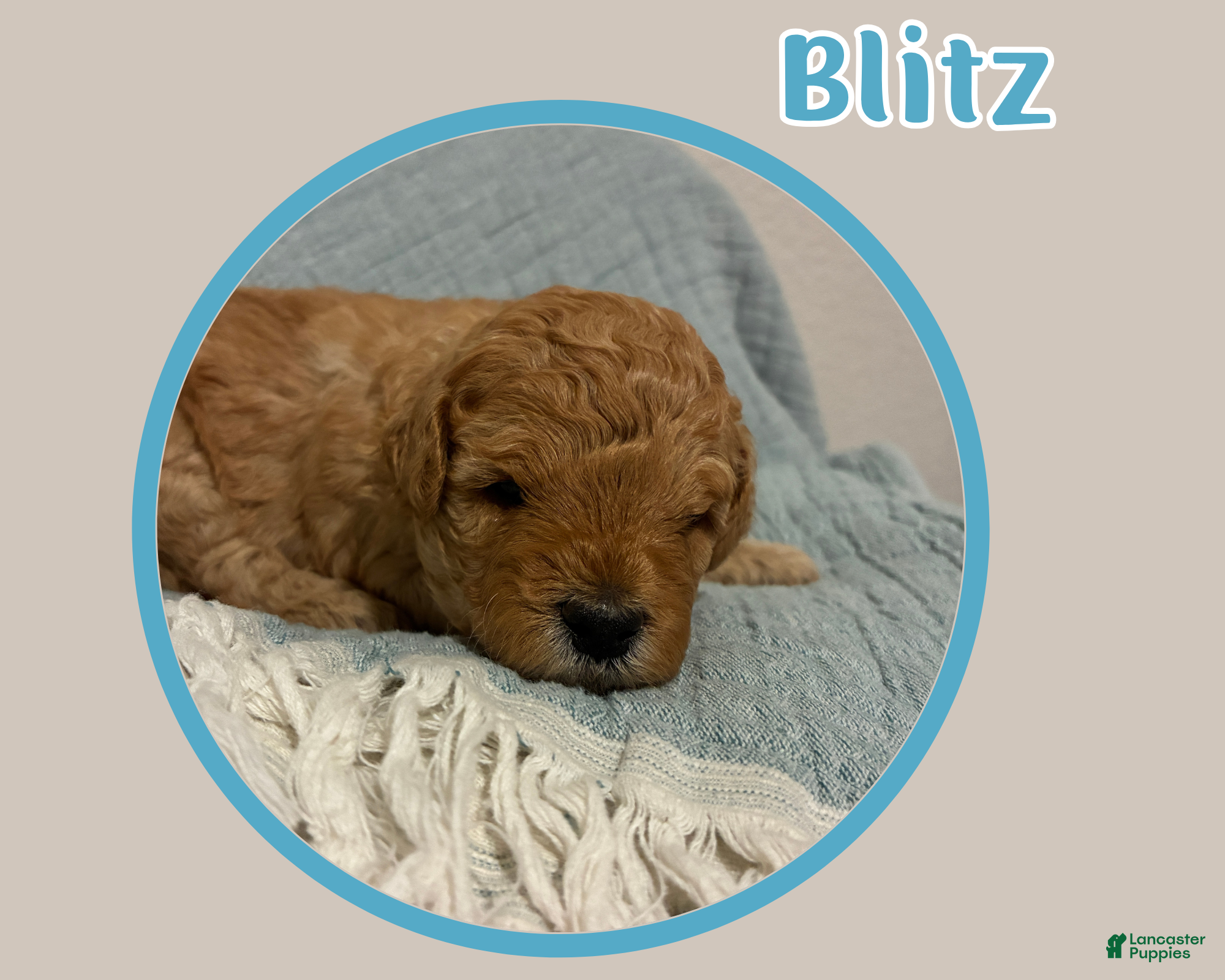 Cavapoo dogs Blitz  - Ad 2