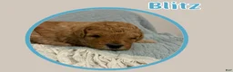 Cavapoo dogs for sale: Blitz  - Ad 2