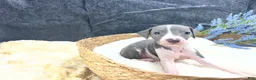 Italian Greyhound dogs for sale: Italian Greyhound 2 - Ad 6