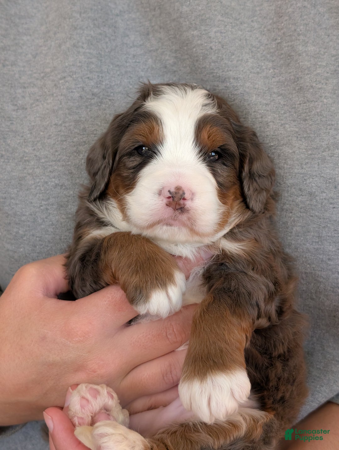 Mini Bernedoodle dogs for sale: Mini Marlo  - Ad 14