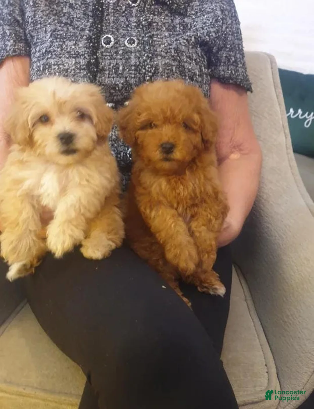 Maltipoo dogs for sale: Stacy - Ad 3