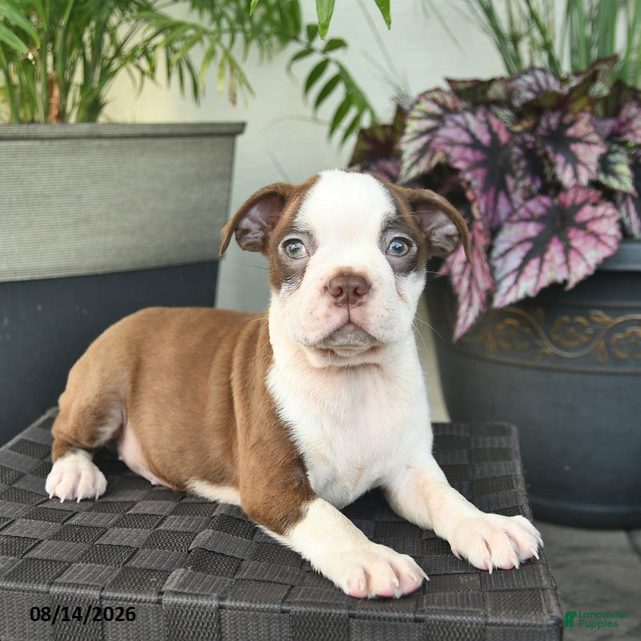 Boston Terrier dogs Roxy  - Ad 2