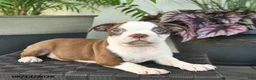 Boston Terrier dogs for sale: Roxy  - Ad 2