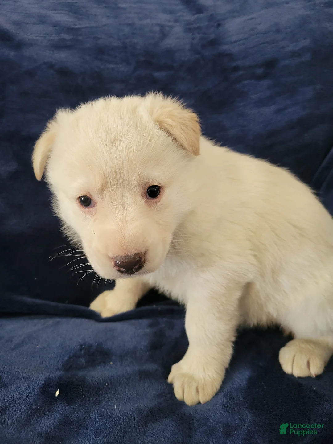 German Shepherd dogs for sale: German Shepherd Puppy 7 - Ad 1