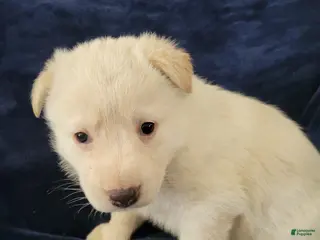 German Shepherd dogs German Shepherd Puppy 7 - Ad 35