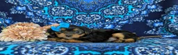 Shorkie dogs for sale: Melina 7 lbs Full Grown - Ad 7