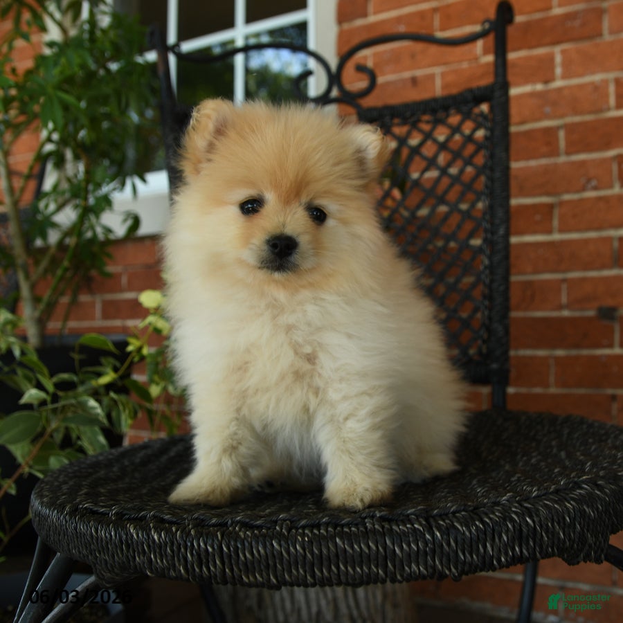 Pomeranian dogs Oliver - Ad 1