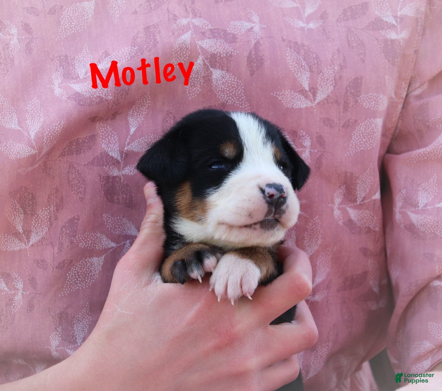Greater Swiss Mountain Dog dogs Motley  - Ad 1