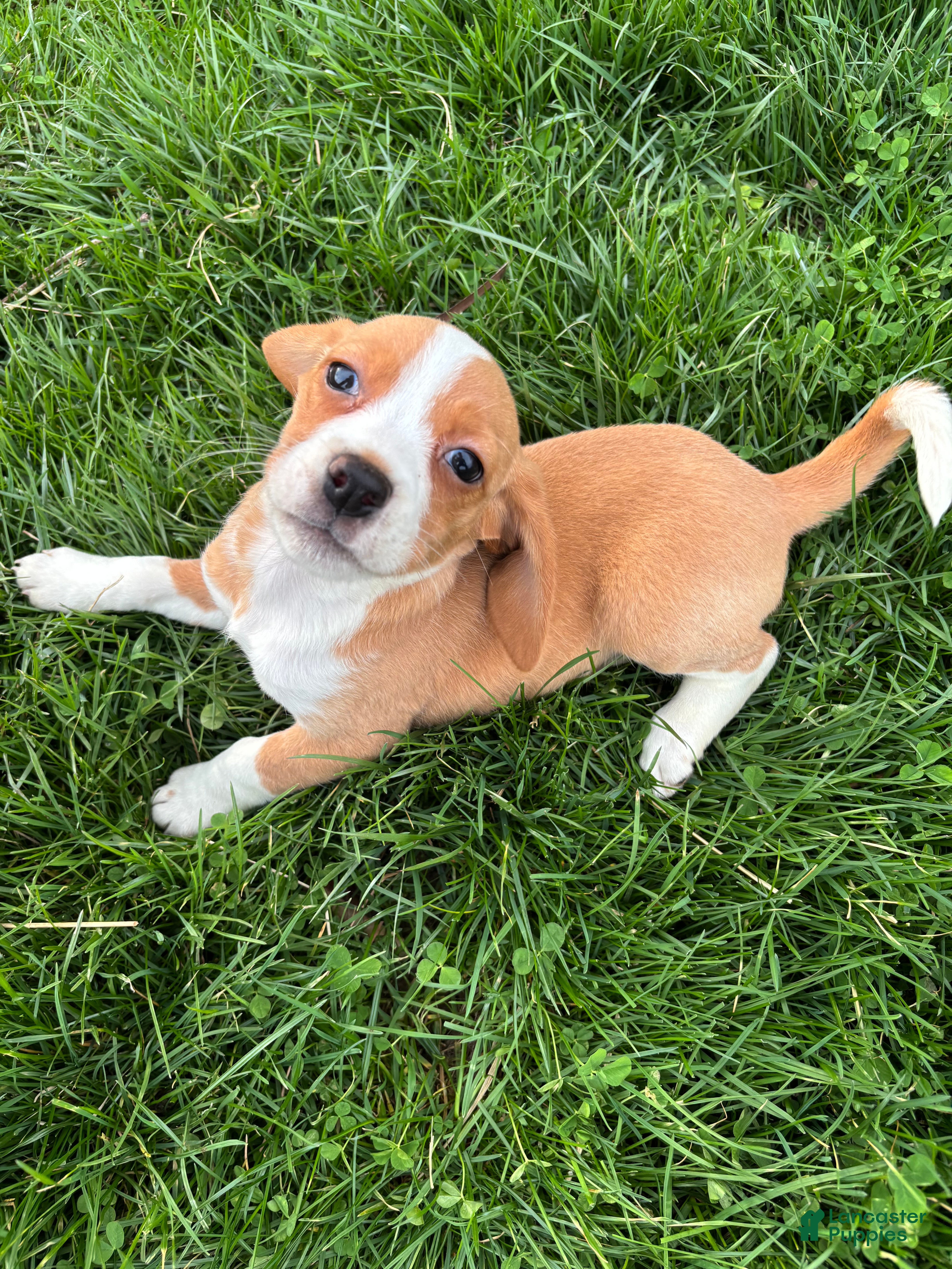 Beagle dogs Goldie - Ad 38