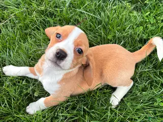 Beagle dogs Goldie - Ad 38