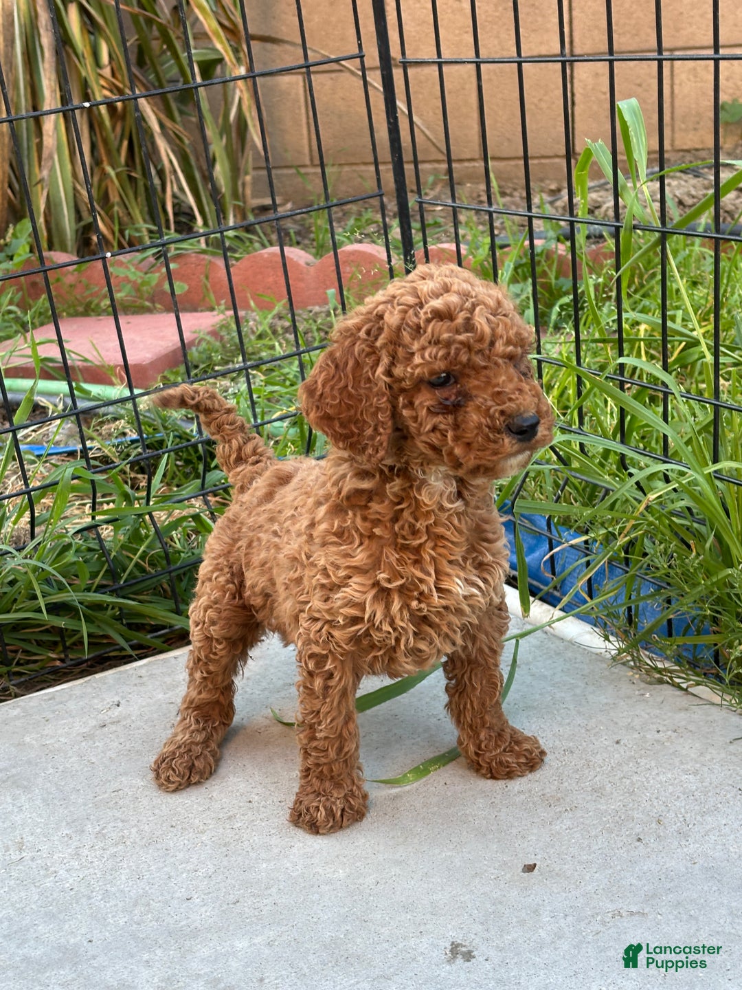 Standard Poodle dogs for sale: Daisy - Ad 2