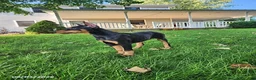 Doberman Pinscher dogs for sale: Karla - Ad 7