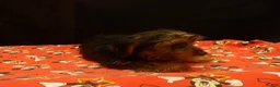 Yorkshire Terrier dogs for sale: stanly - Ad 5