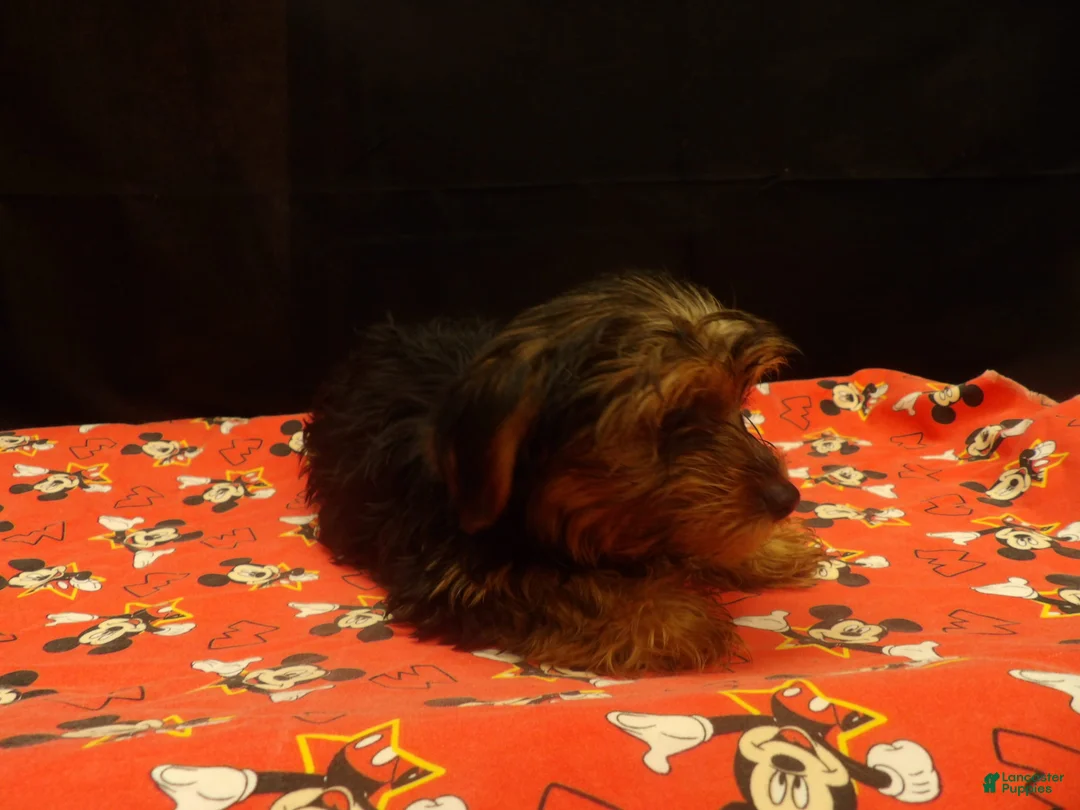 Yorkshire Terrier dogs for sale: stanly - Ad 5