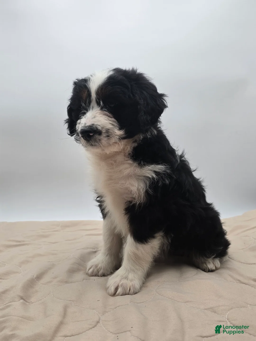 Aussiedoodle dogs for sale: Dottie - Ad 5
