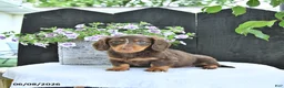 Dachshund dogs for sale: Duke - Ad 4
