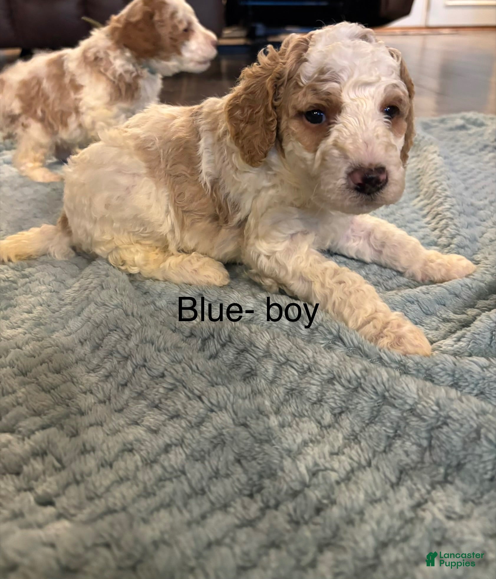 Mini Goldendoodle dogs Mini Goldendoodle 1 blue  - Ad 33