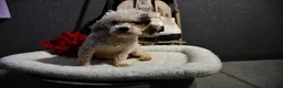 Yorkiepoo dogs for sale: Skylar - Ad 6