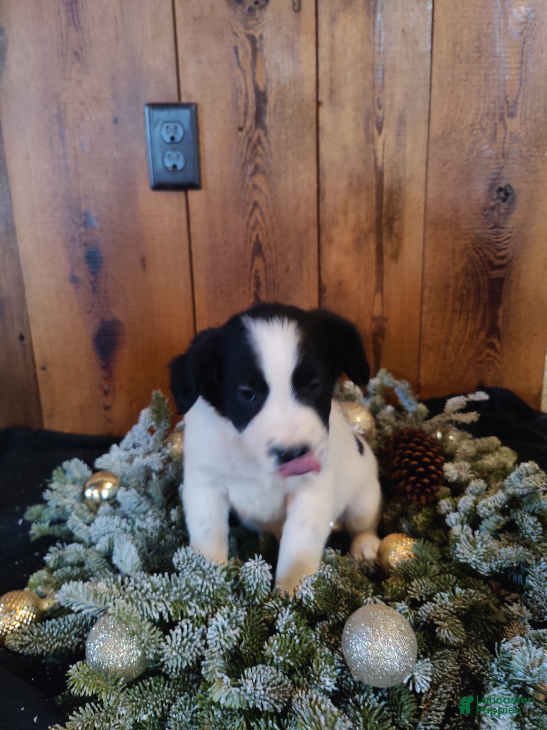 Mixed Breed dogs for sale: Betsy - Ad 6