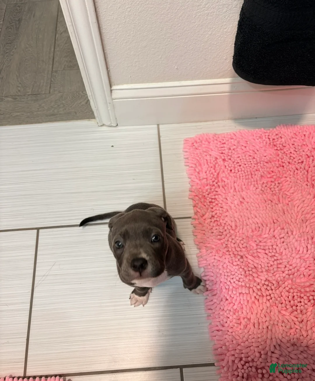 American Pit Bull Terrier dogs for sale: American Pit Bull Terrier 1 - Ad 3