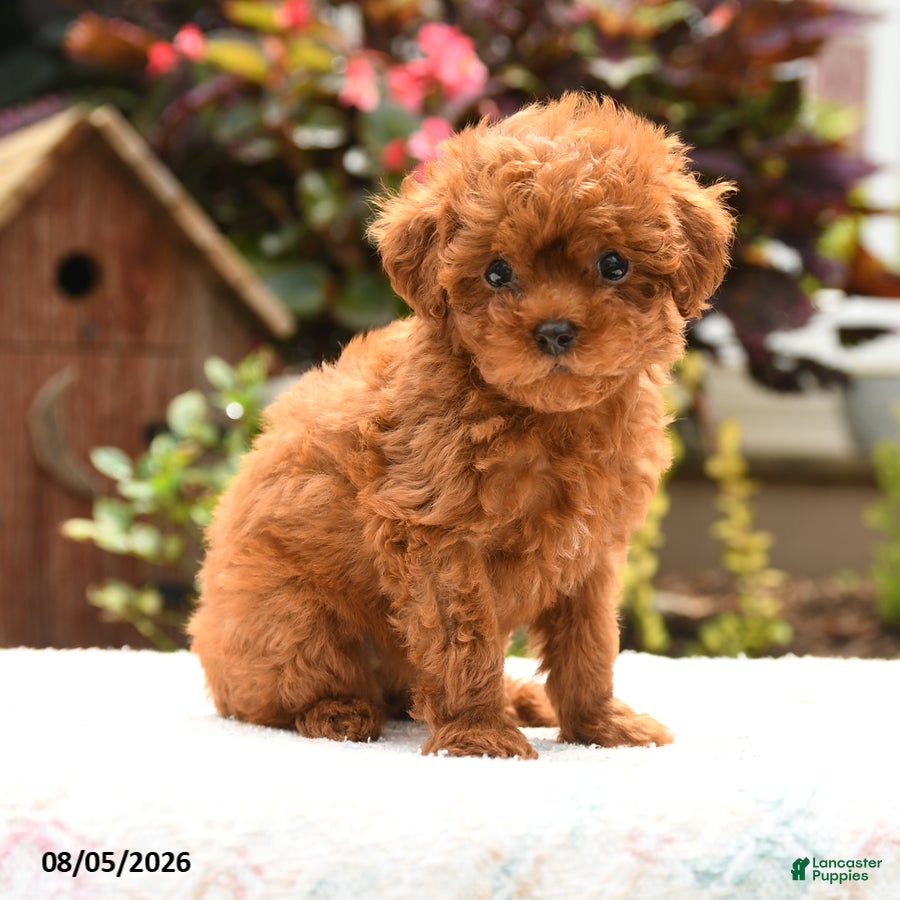 Havapoo dogs Shelby - Ad 1