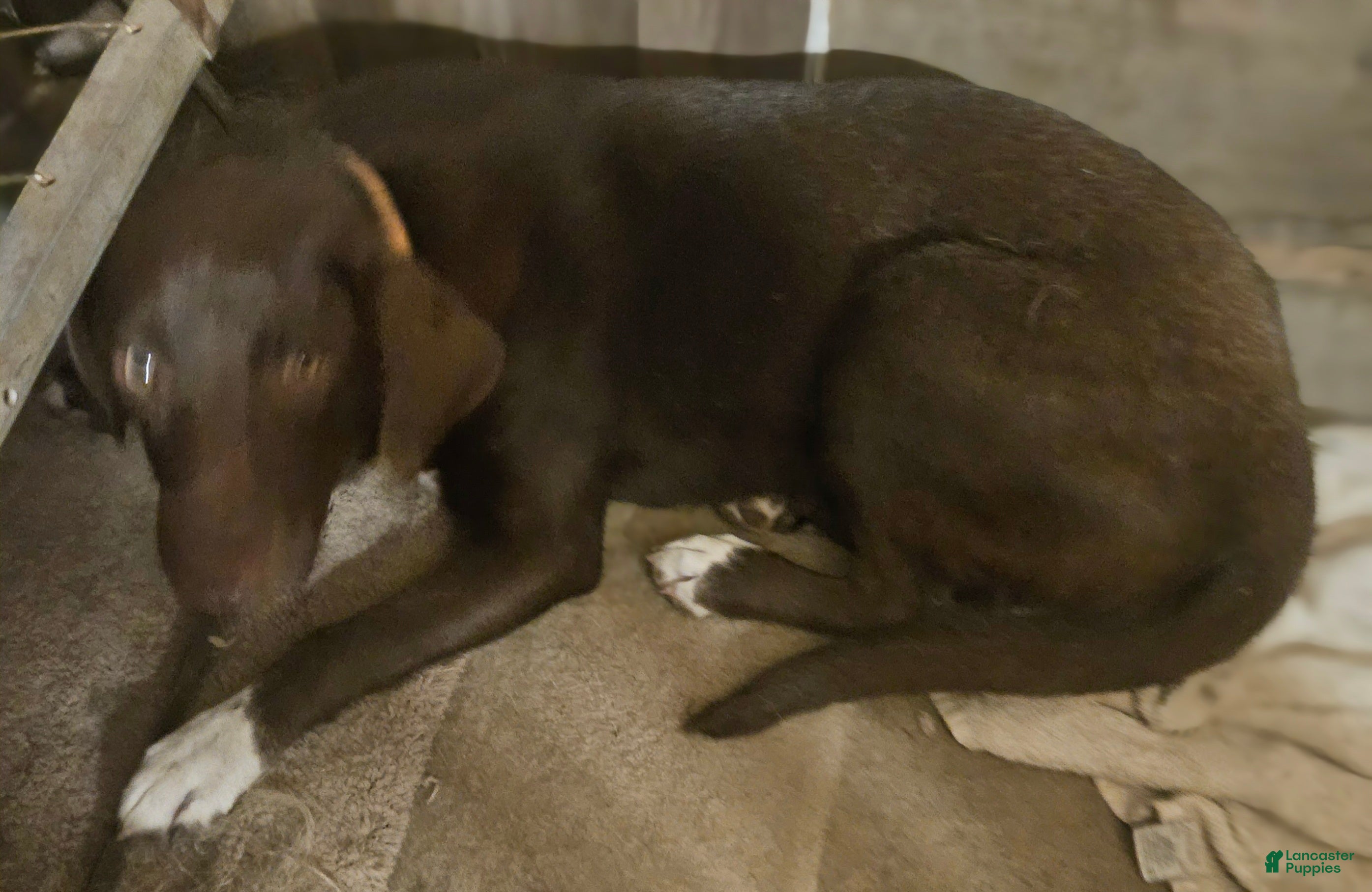 Mixed Breed dogs SierraMadre - Ad 41