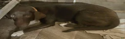 Mixed Breed dogs for sale: SierraMadre - Ad 1