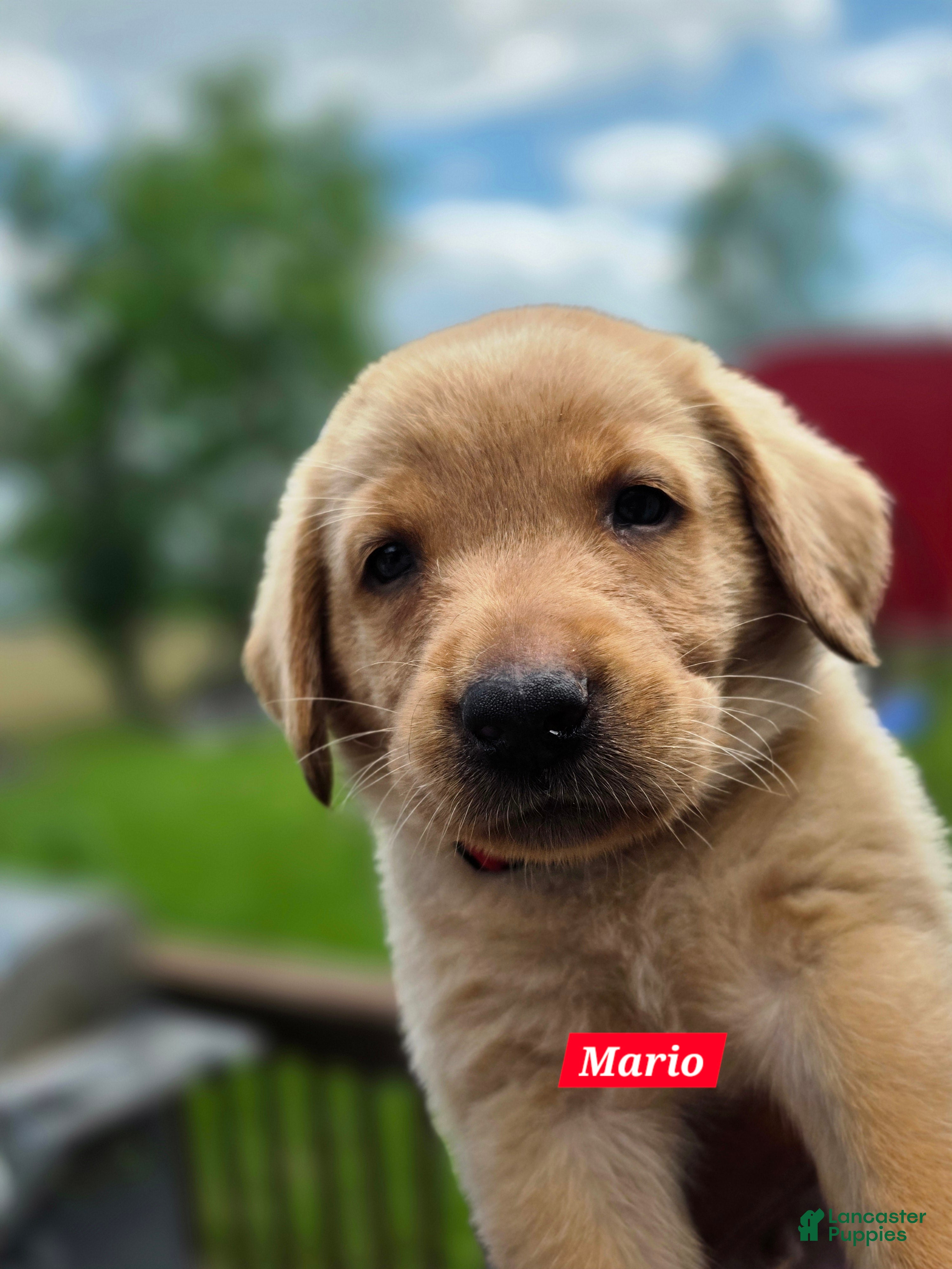 Labrador Retriever dogs for sale: Mario - Ad 3