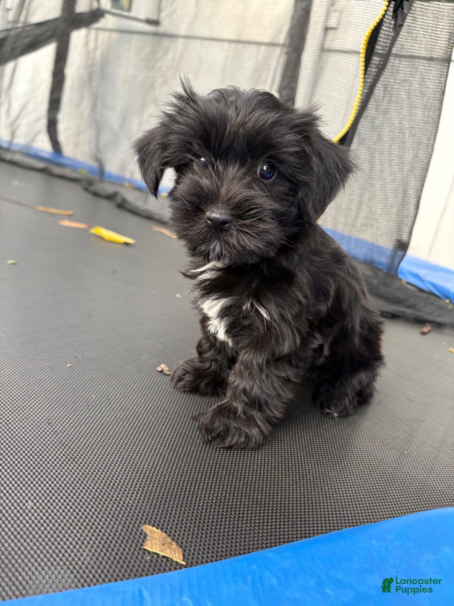 Yorkshire Terrier dogs Oreo - Ad 2