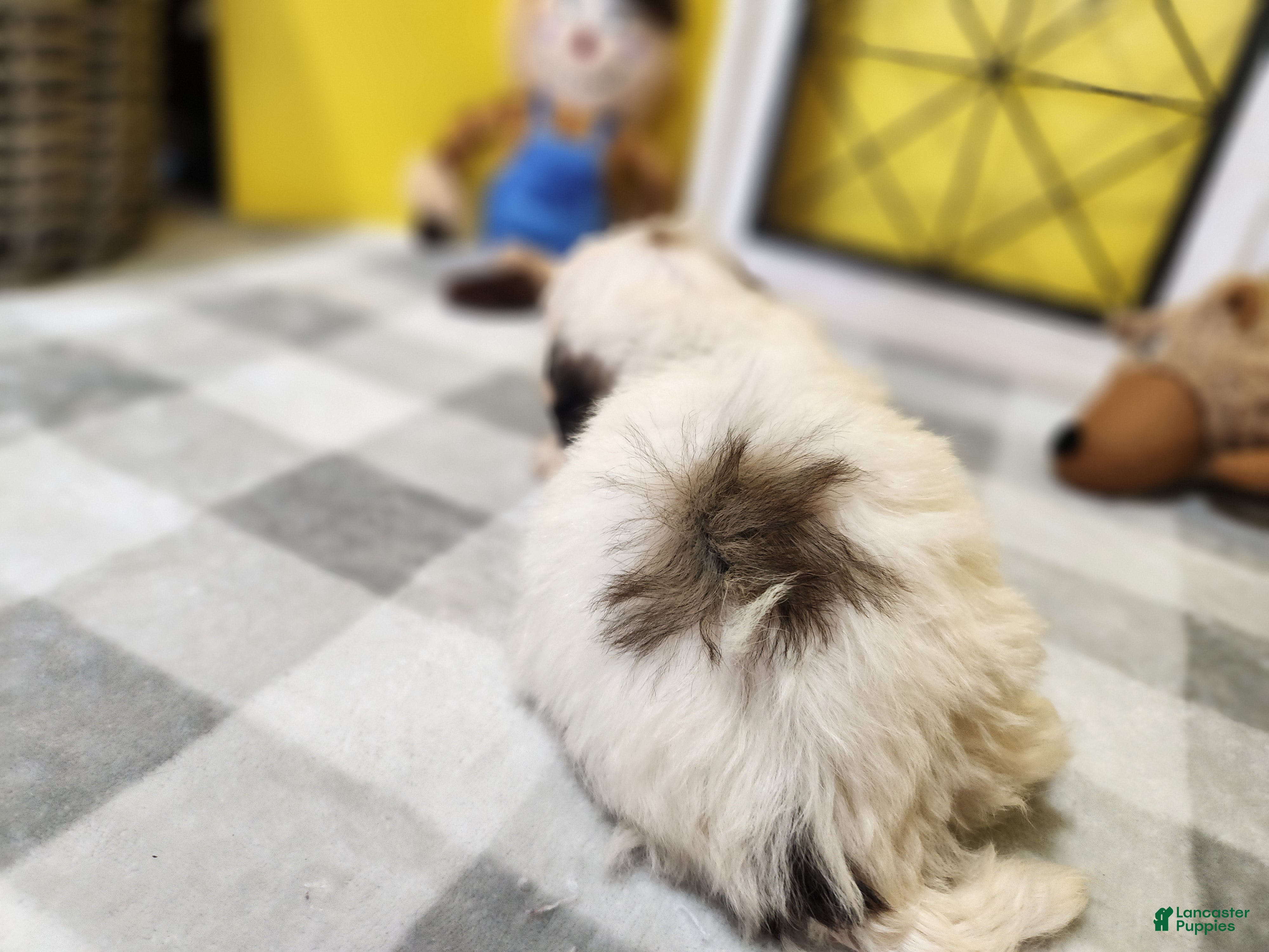 Teddy Bear dogs Curtis - Ad 1