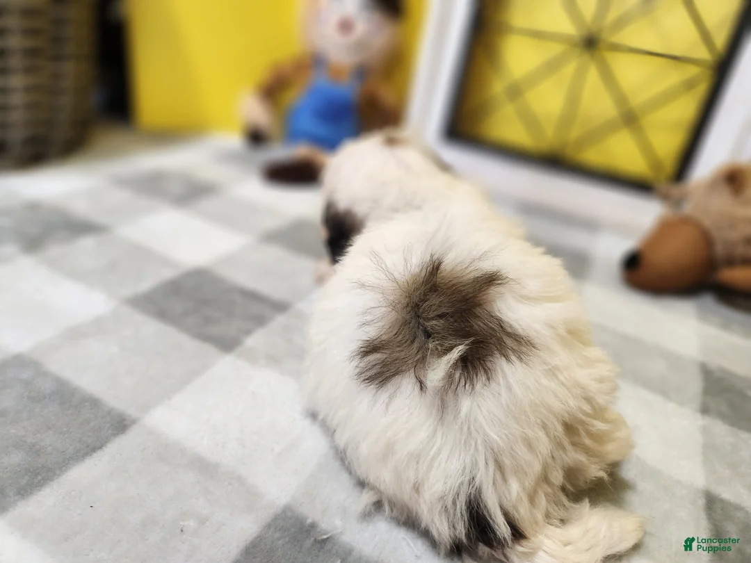 Teddy Bear dogs for sale: Curtis - Ad 1