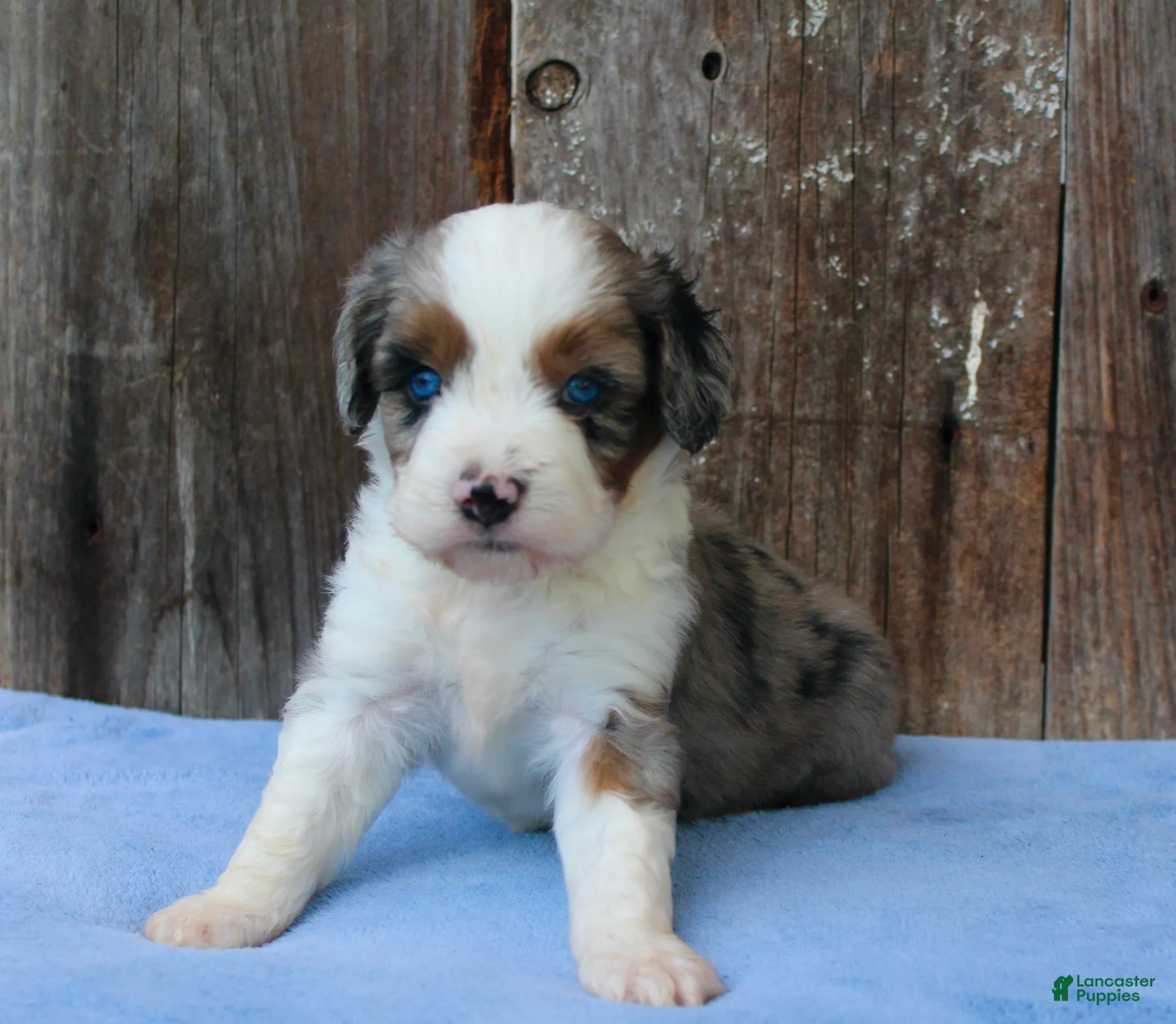 Aussiedoodle dogs Kami - Ad 2