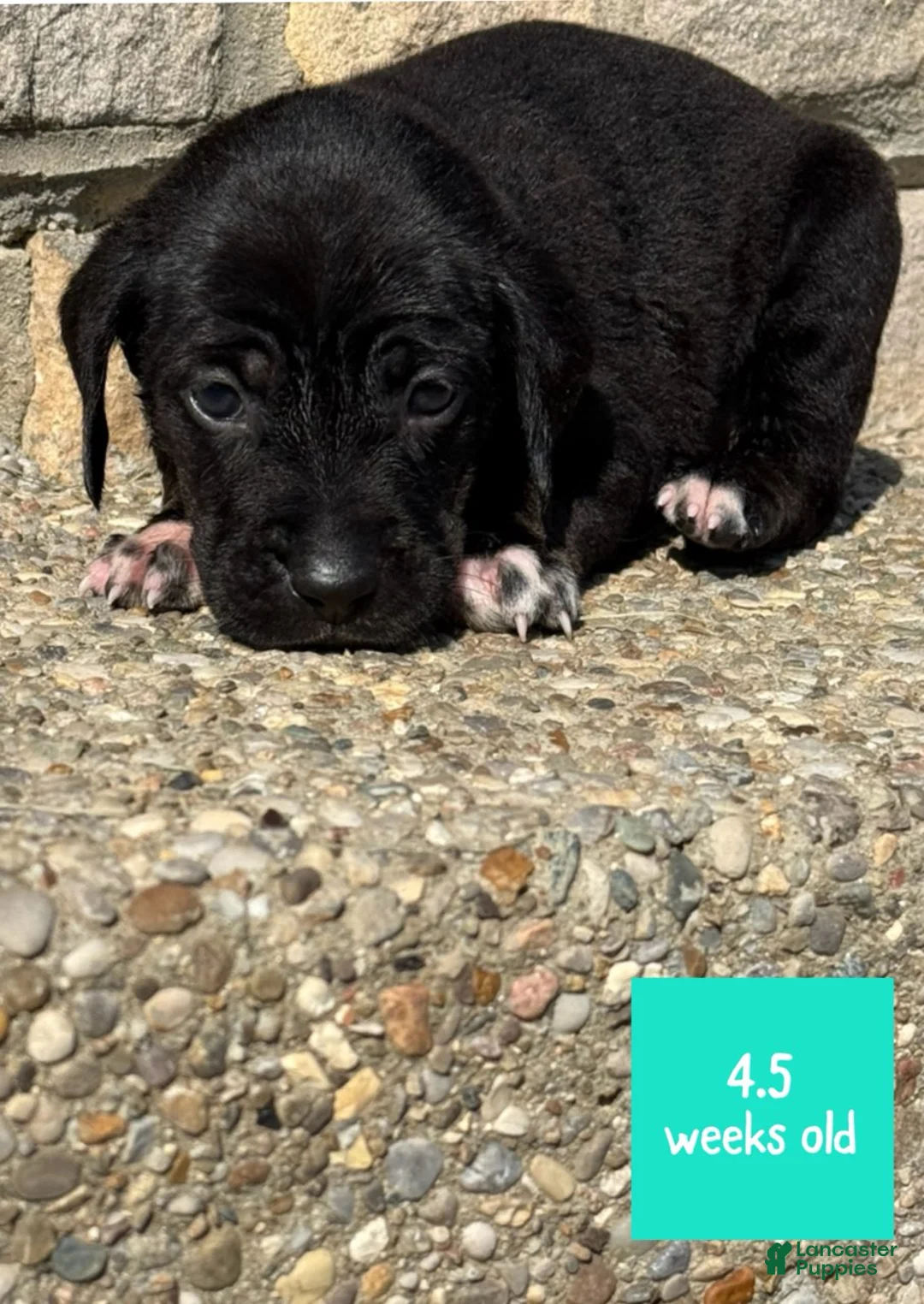 Catahoula Leopard Dog dogs for sale: Turquoise, Female - Ad 4