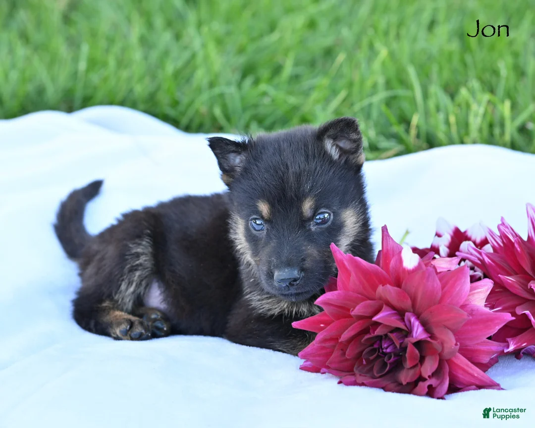 German Shepherd dogs for sale: Jon - Ad 5