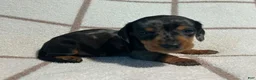 Miniature Dachshund dogs for sale: AKC Woody delivery available  - Ad 1