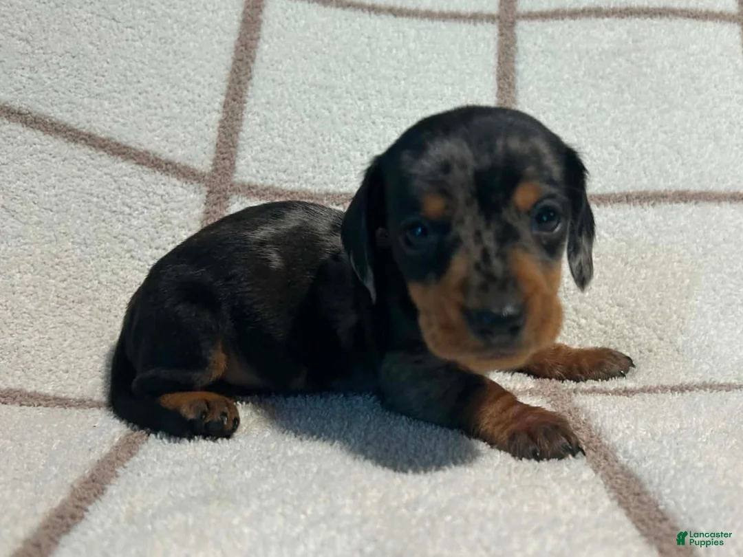 Miniature Dachshund dogs for sale: AKC Woody delivery available  - Ad 1