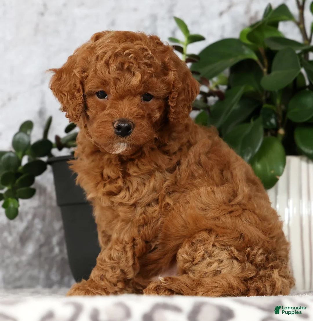 Cavapoo dogs for sale: Carson - Ad 1